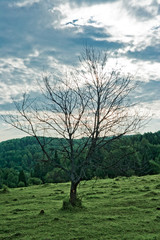 lonely dry tree