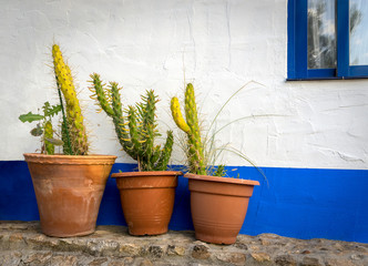 Cacti against the wall