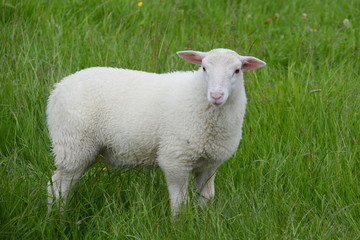 Lamm