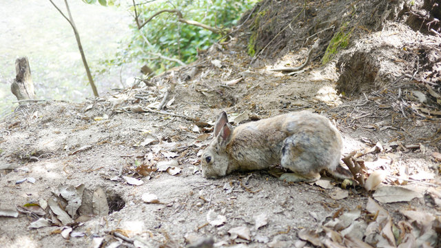 12 Best 野良うさぎ Images Stock Photos Vectors Adobe Stock