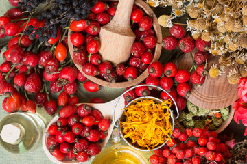 Medicinal plants and herbs composition: Dog rose, bunch branch Rosehips, types Rosa canina hips, essential oil. bunch,  herbal Tea with rosehip, dried flowers of linden and chamomile - pharmacy 