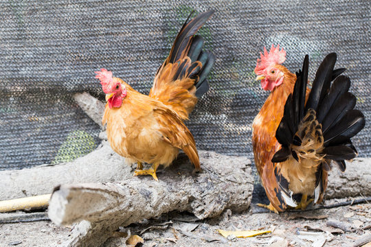 Chicken Farm, Chicken Breeder And Production Of Chicken For Eggs