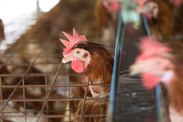 Chicken farm, chicken breeder and production of Chicken for eggs