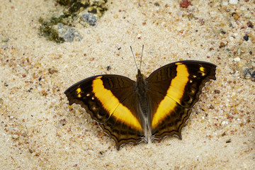Image of a butterfly on nature background. Insect Animal (Lurcher.,Yoma sabina vasuki Doherty