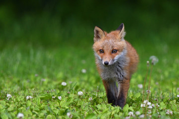 キタキツネの子供