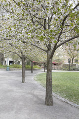 Blosson in Trees, Berzelii Park, Stockholm
