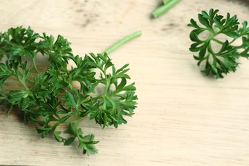 Fresh leaf of parsley