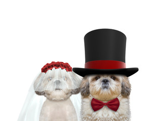 Cute dog happy wedding. Isolated on white