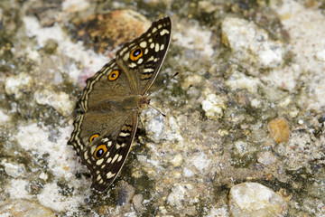 Image of Lemon pansy butterfly (Junonia lemonias lemonias) on nature background. Insect Animal