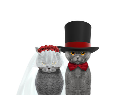 Cat Happy Wedding. Isolated On White