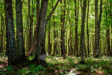 Fototapeta premium Forest in Michigan
