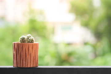 Cactus in the pot.