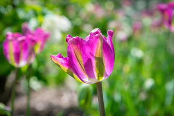 Bright pink tulips in the sunlight in Springtime