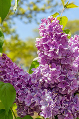 Beautiful closeup of flowering lilac branch in Spring