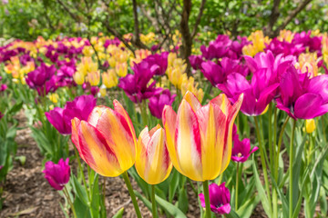 Beautiful vibrant yellow and pink Spring tulips