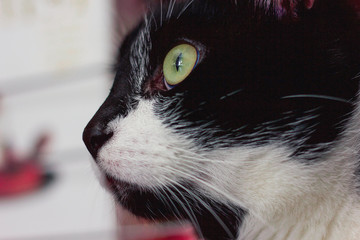 cat