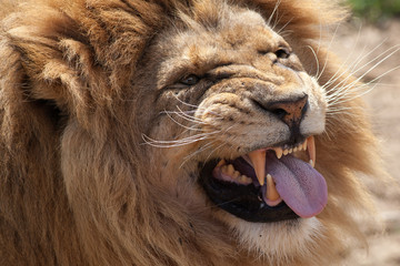 Lion pulling a face. Top predator taunts by sticking its tongue out. Funny animal meme image.