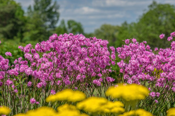 Selective focus pink and yellow flowers with blue sky in background