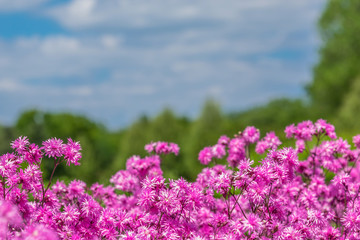 Obraz premium Closeup of pink flowers with pretty scenery in the blurred background