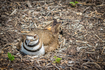 Kildeer nesting in wood chips 