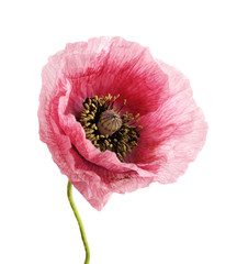 Flower head. Poppy. Lght pink anemone isolated on white background