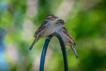 Two cute sparrows looking to the right