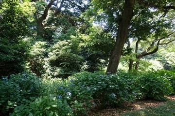Fototapeta premium 紫陽花の花