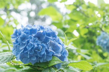 鎌倉のアジサイ