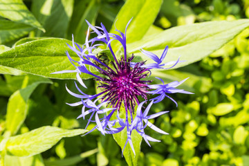 Purple flower in Hever Gardens