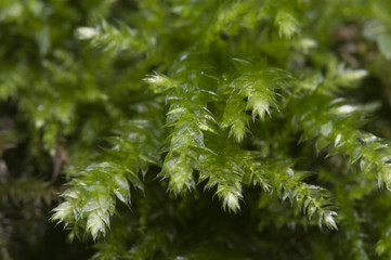 Moss (Hypnum cupressiforme)