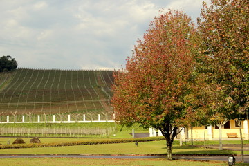 Winery