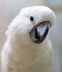 Portrait of a white parrot