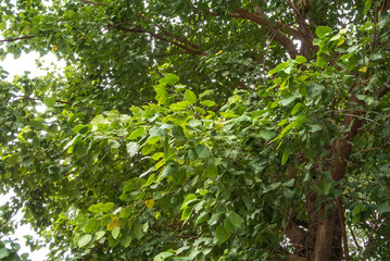 Fototapeta na wymiar Ficus religiosa or sacred fig is also known as the bodhi tree, pippala tree, peepul tree, peepal tree