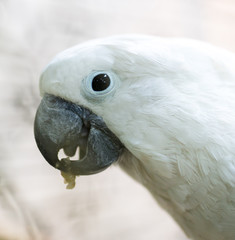 Portrait of a white parrot