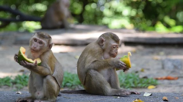 Monkey eating fruit in park