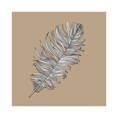 Hand drawn smoth black and white dove bird feather, sketch style vector illustration on brown background. Realistic hand drawing of grey bird feather