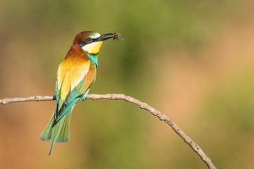European Bee-eater