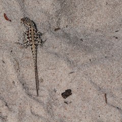 Dragon lizard on white sand