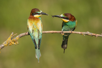 European Bee-eater
