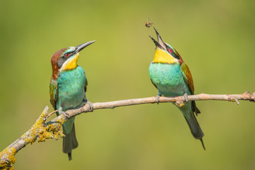 Fototapeta na wymiar European Bee-eater