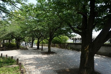 ６月の公園散歩