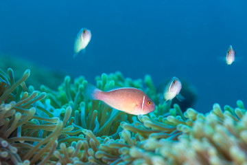 Fototapeta premium Pink Skunk Clownfish (Amphiprion perideraion)