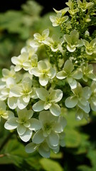 白い花（接写）