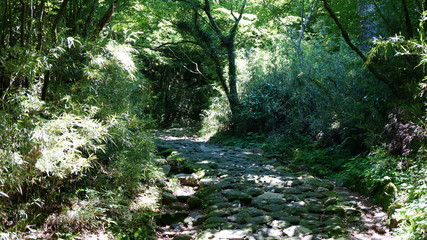 木漏れ日と石畳