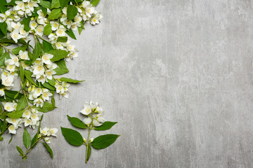 Naklejka na ściany i meble Jasmine flowers on gray concrete background
