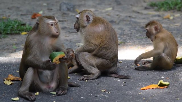 Monkey eating fruit in park