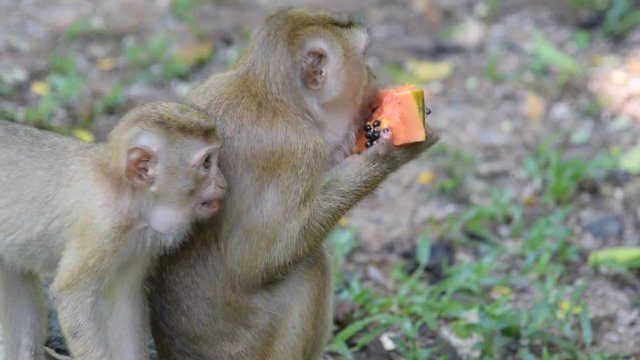 Monkey eating fruit in park