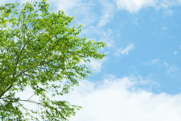 Green leaves against a bright blue sky.