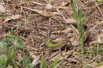 Adriatic wall lizard eating a worm