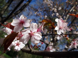 sakura